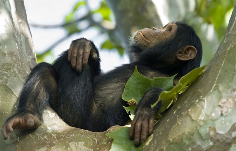 chimpanzee-kyambura