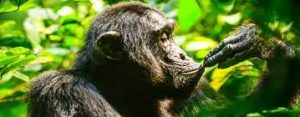 chimpanzee safari uganda