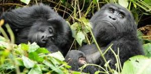 gorilla chimp safari